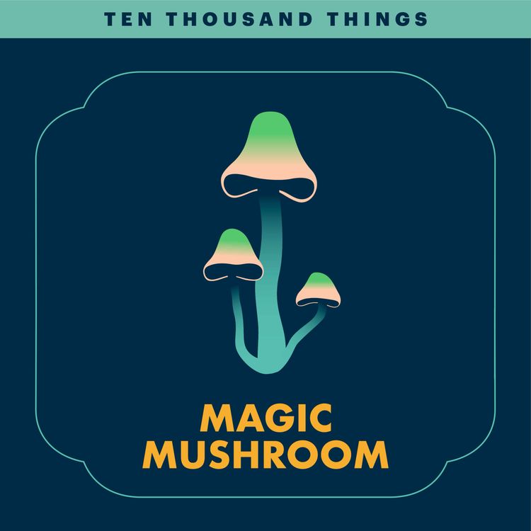 cover art for Magic Mushroom