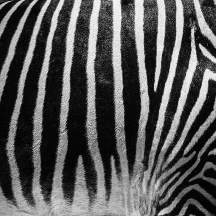 cover art for Animal charity slams the sighting of a zebra in an Irish pub