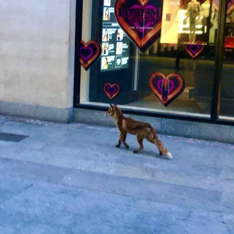 cover art for Farewell to Dublin's lockdown legend – beloved fox Sam passes away