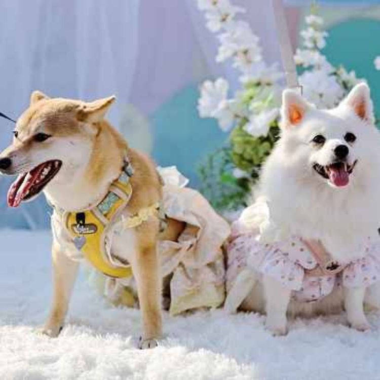 cover art for Tails of Love: Including Your Fur-Baby on Your Big Day