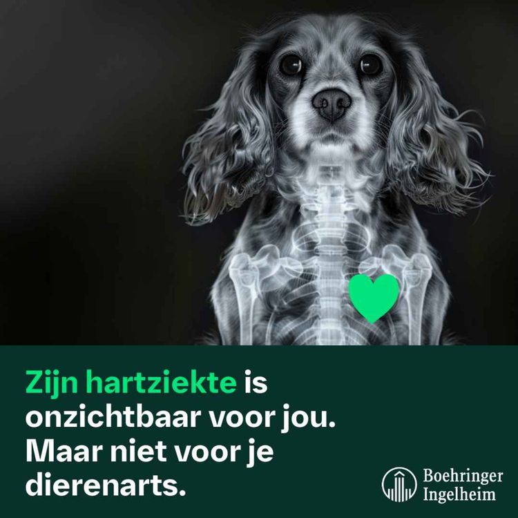 cover art for Zijn hartziekte is onzichtbaar voor jou. Maar niet voor je dierenarts