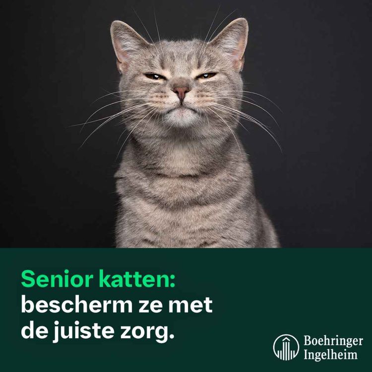 cover art for Senior katten : bescherm ze met de juiste zorg