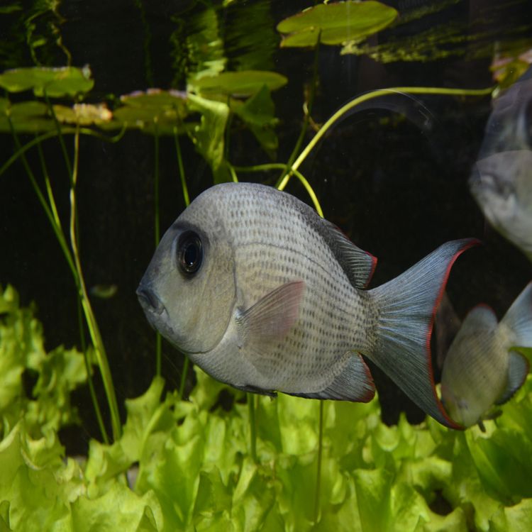 cover art for Il faut sauver le menarambo