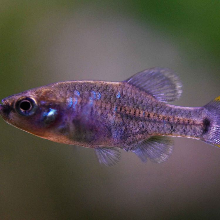 cover art for Le zoogoneticus tequila, à conserver 