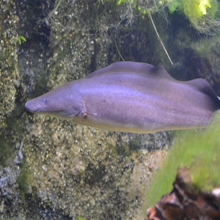 cover art for Le gymnarque du nil, producteur d'électricité