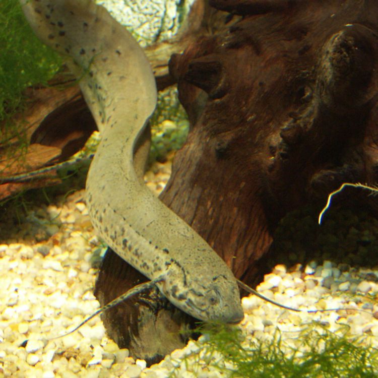 cover art for Le dipneuste, un poisson avec des pattes