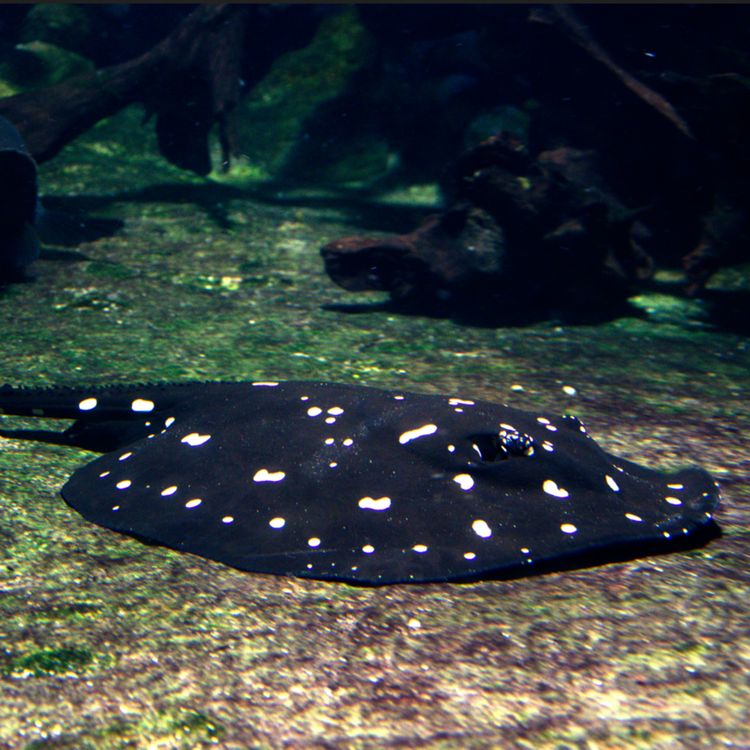 cover art for La raie d'eau douce perlée