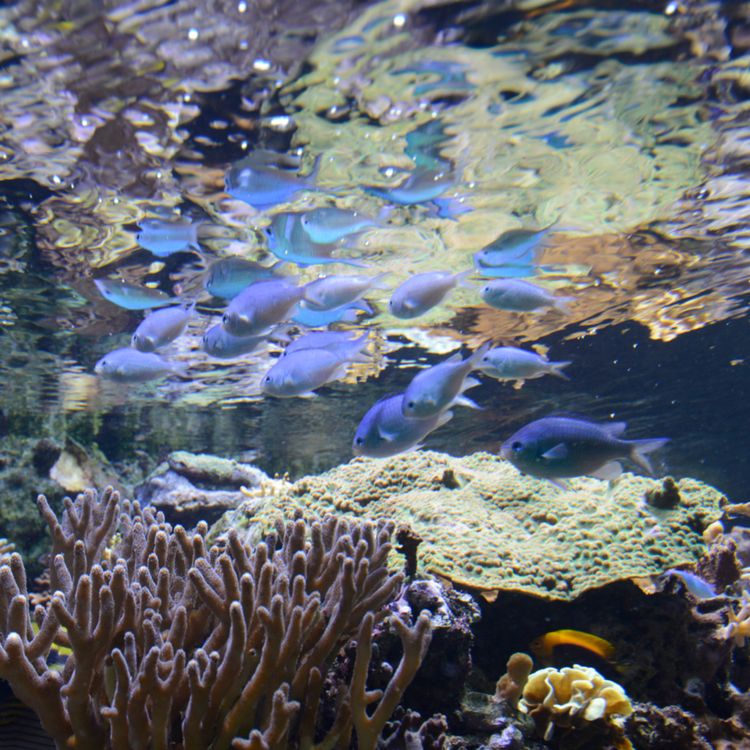 cover art for Introduction - L'Aquarium tropical