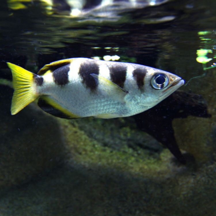 cover art for Le poisson archer et sa flèche d'eau