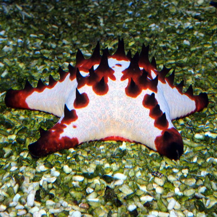 cover art for L'étoile de mer et sa drôle de bouche