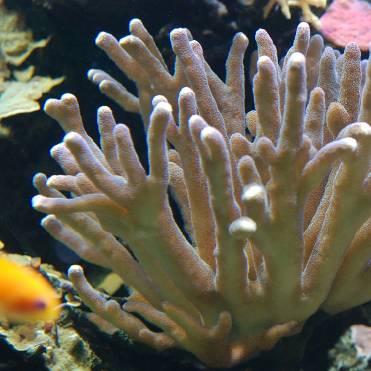 cover art for Le corail, quel animal !