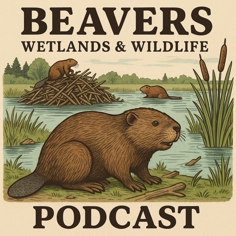 cover art for Beavers Wetlands & Wildlife Podcast May 2025