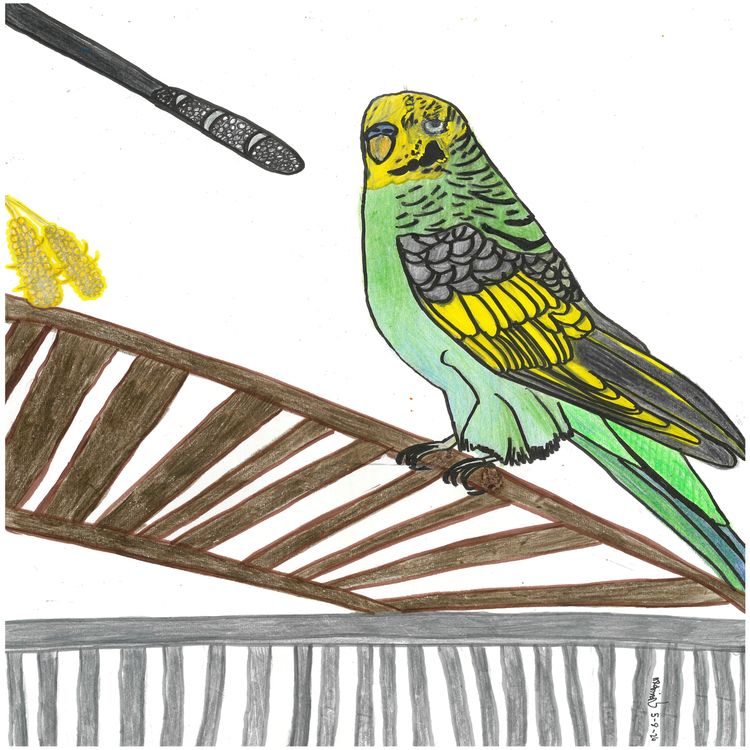 cover art for Bluey the budgie