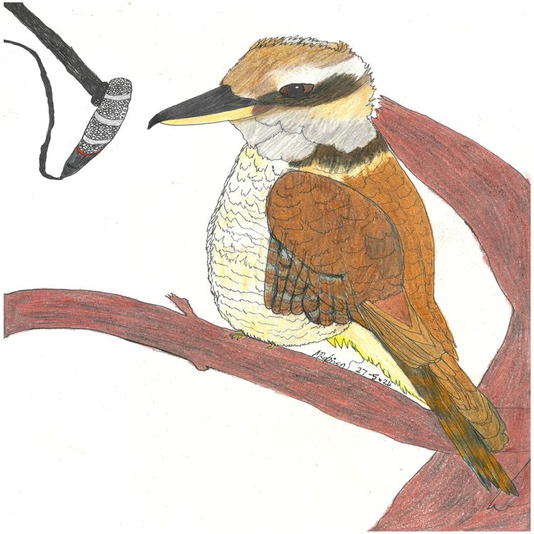 cover art for Kookie the Kookaburra and Kingston the Kingfisher