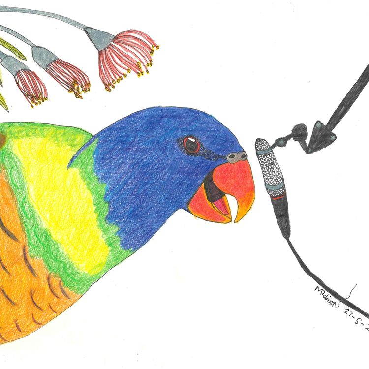 cover art for Lorrie the Rainbow Lorikeet 