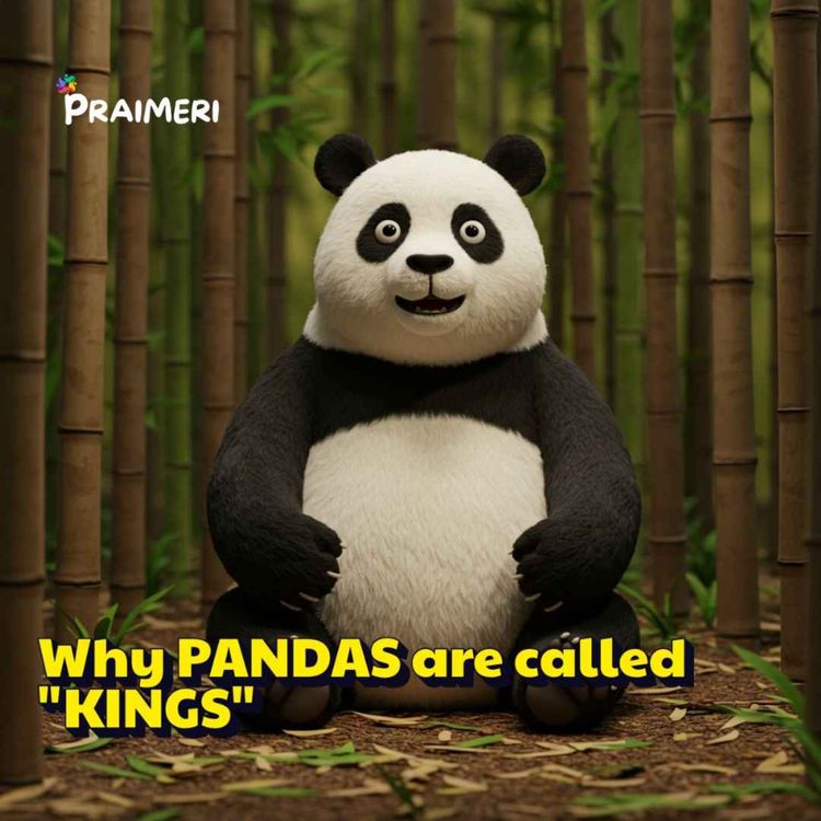 cover art for Why PANDAS are called "KINGS" and most Elite