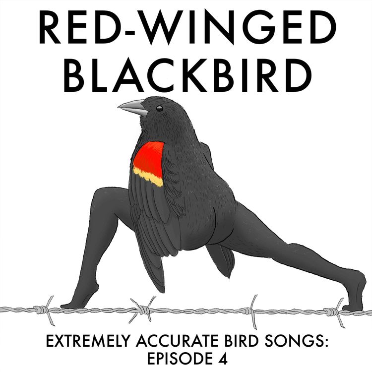 cover art for Red-winged Blackbird