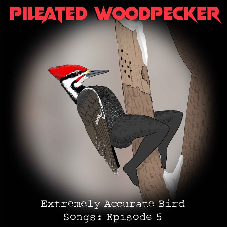 cover art for Pileated Woodpecker