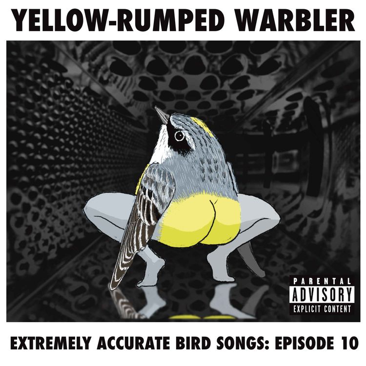 cover art for Yellow-rumped Warbler