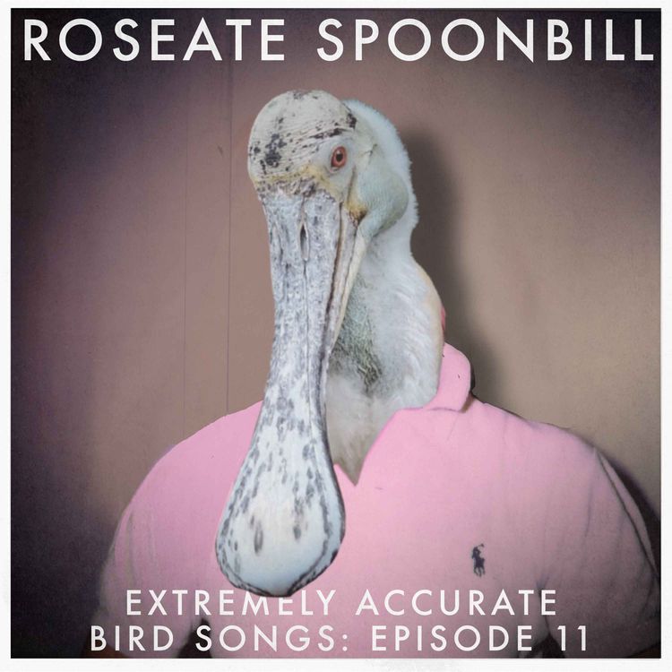 cover art for Roseate Spoonbill