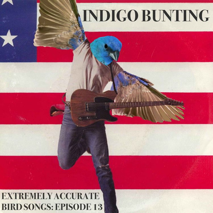 cover art for Indigo Bunting