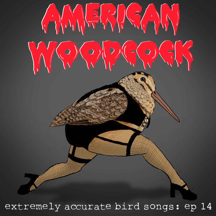 cover art for American Woodcock