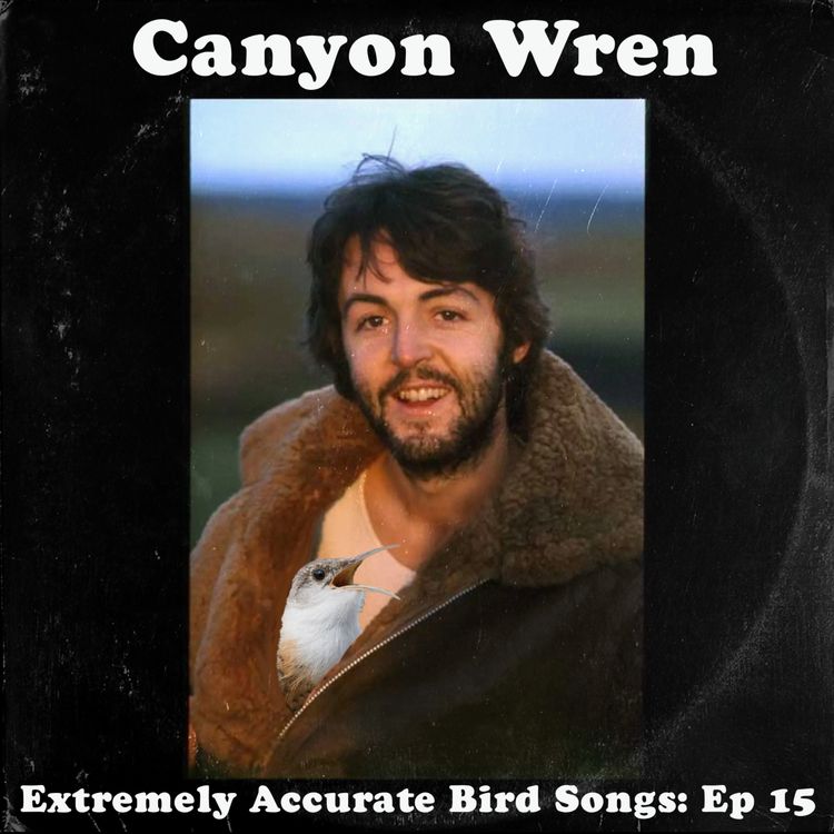cover art for Canyon Wren