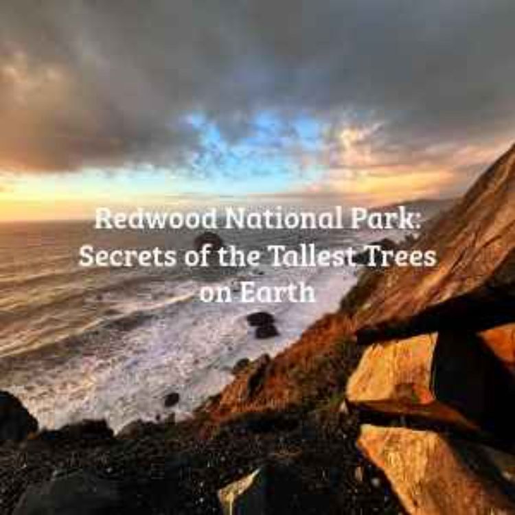 cover art for Redwood National Park
