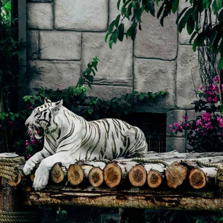 cover art for Le signe du tigre et ses signes occidentaux