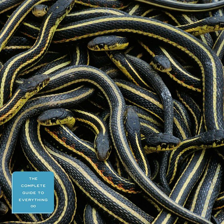 cover art for Snakes