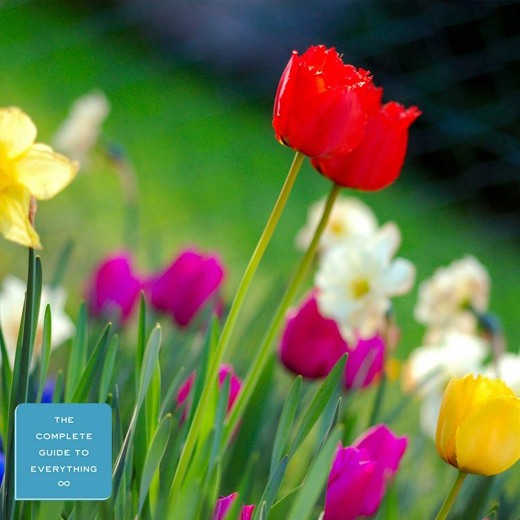 cover art for Spring