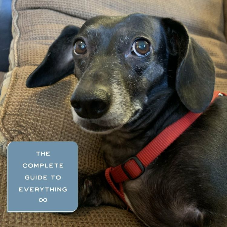 cover art for Dogs