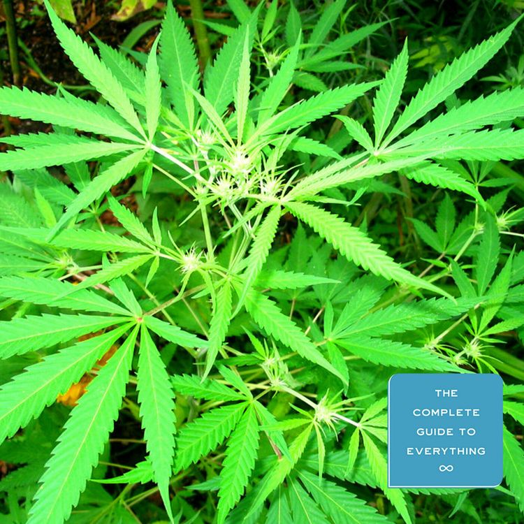 cover art for CBD