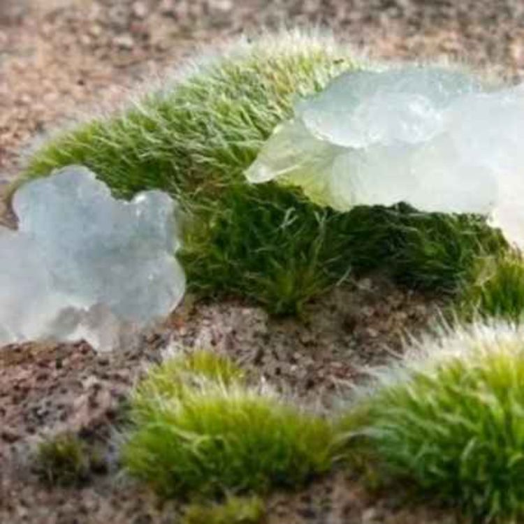 cover art for The Oakville Blobs Mystery: When Gelatinous Goo Rained From the Sky