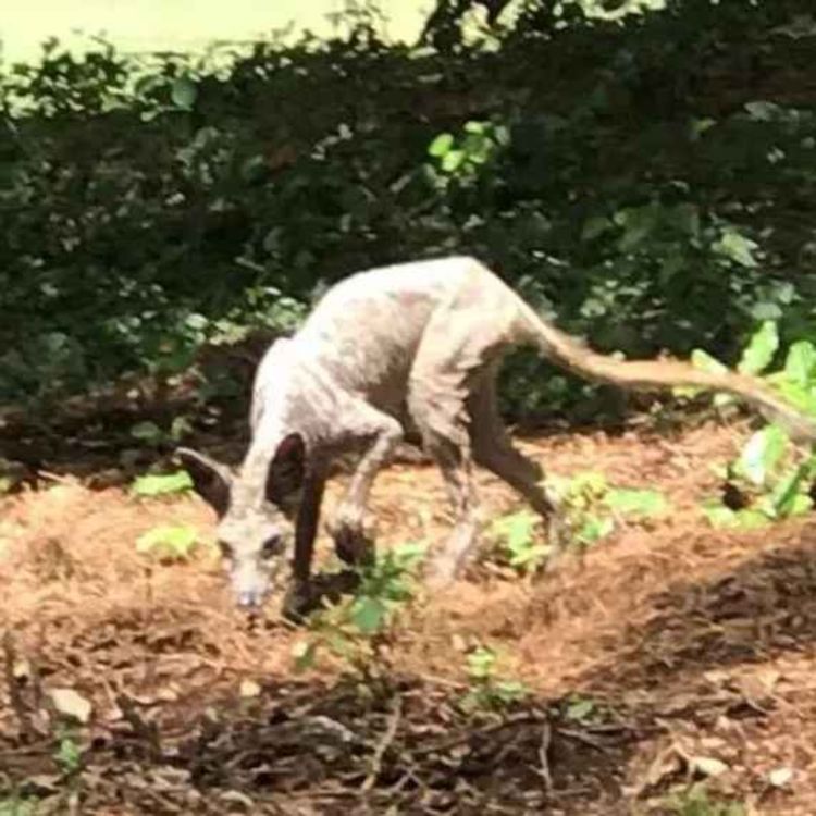 cover art for The Super-Chupacabra-cadabra!