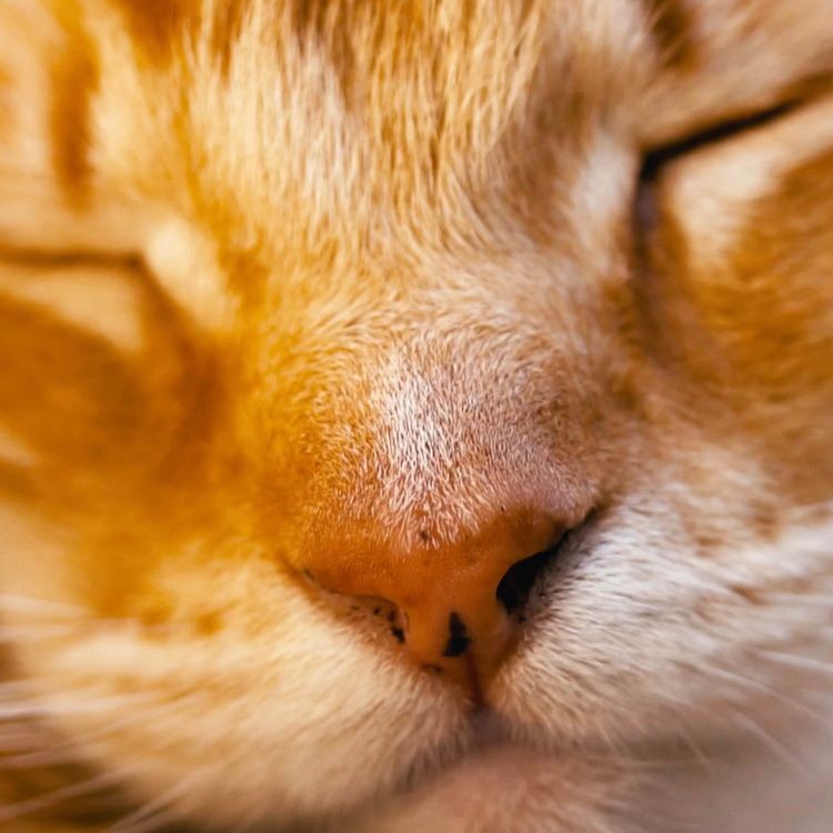 cover art for  BREATHE IN | 16 Minute Purr Therapy | A Deep Relaxation with Lala, my Sleeping Cat 😻