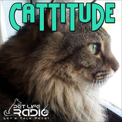 cover art for Cattitude - The #1 Cat Podcast About Cats As Pets- Pet Life Radio Original (PetLifeRadio.com)