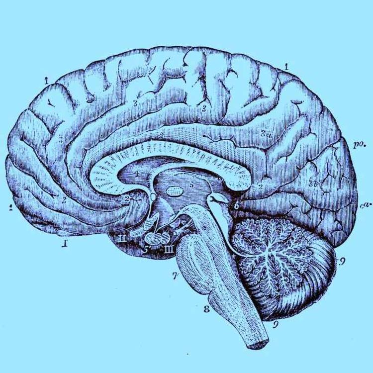 cover art for 193: Food for Thought pt. 2