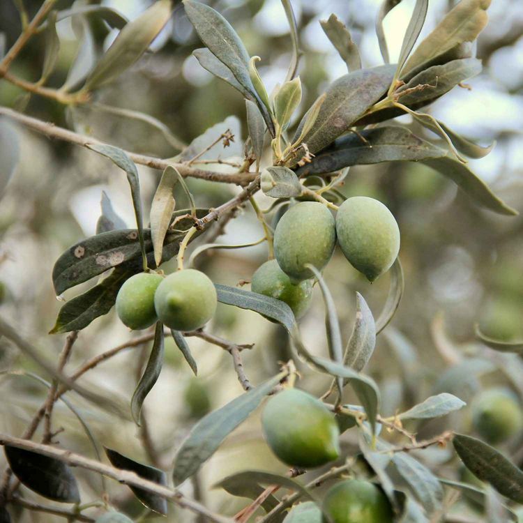 cover art for #176 Olijfolie oogst, boeken voor foodies en wintergerechten