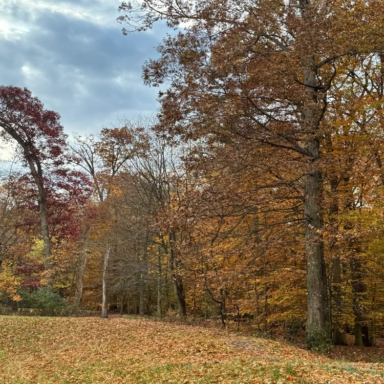 cover art for Dead Leaves and Fresh Starts