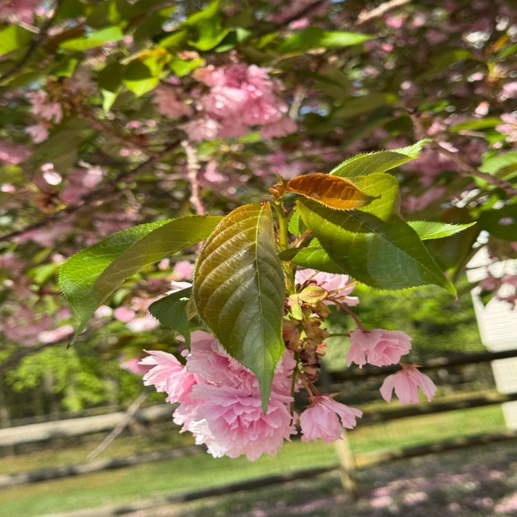 cover art for Shall I Compare Thee to a Cherry Tree?