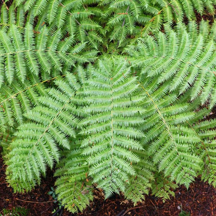 cover art for Meet New Zealand's mystical cave dwellers