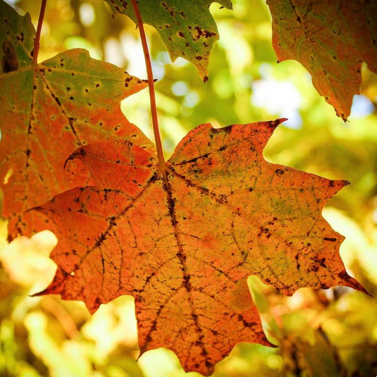 cover art for Autumn in a peaceful Manhattan park