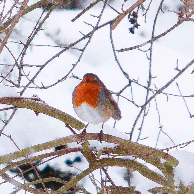cover art for A natural Christmas miracle in England