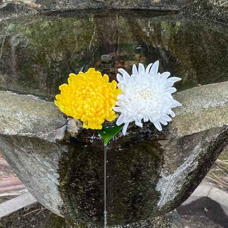 cover art for A meditative New Year walk in Kyoto
