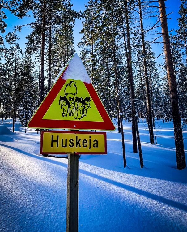 cover art for Husky-sledding in Finnish Lapland