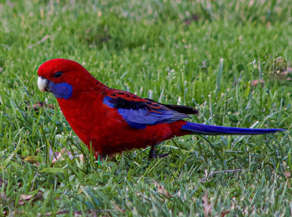 cover art for Crimson delight in Australia