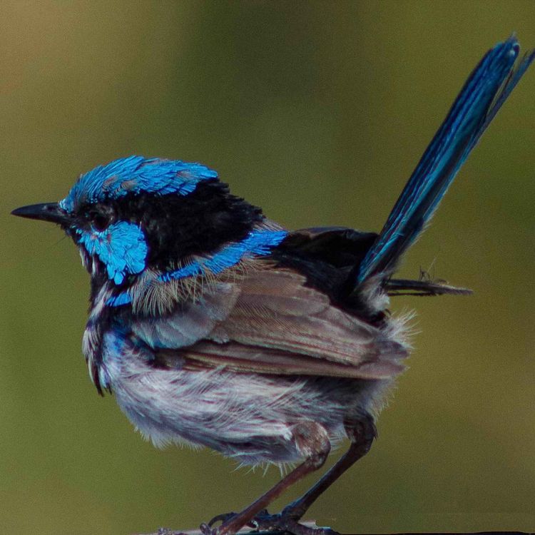 cover art for Wildlife therapy in an Australian reserve