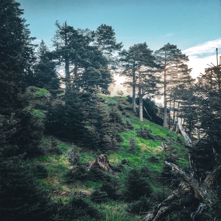 cover art for A wonderful wildlife surprise in Bavaria