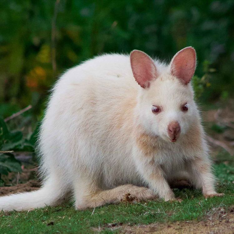 cover art for Meeting a very rare wallaby